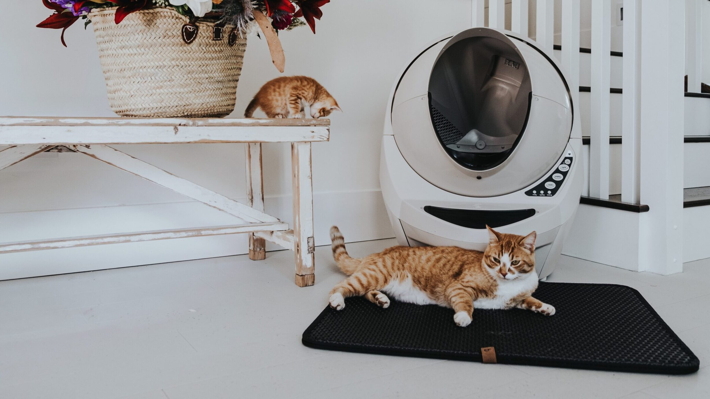 The Best Cat Litter Mats in 2023 RankIt.ca