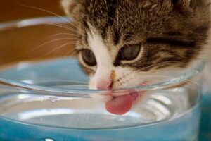 Cat drinking featured image