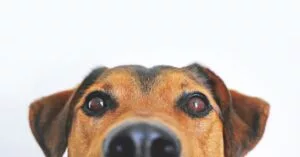 Dog Peeking Onto Picture