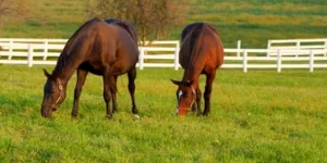 Meadow Ridge Equestrian