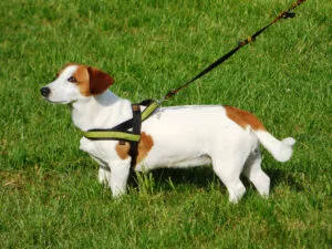 Dog on leash