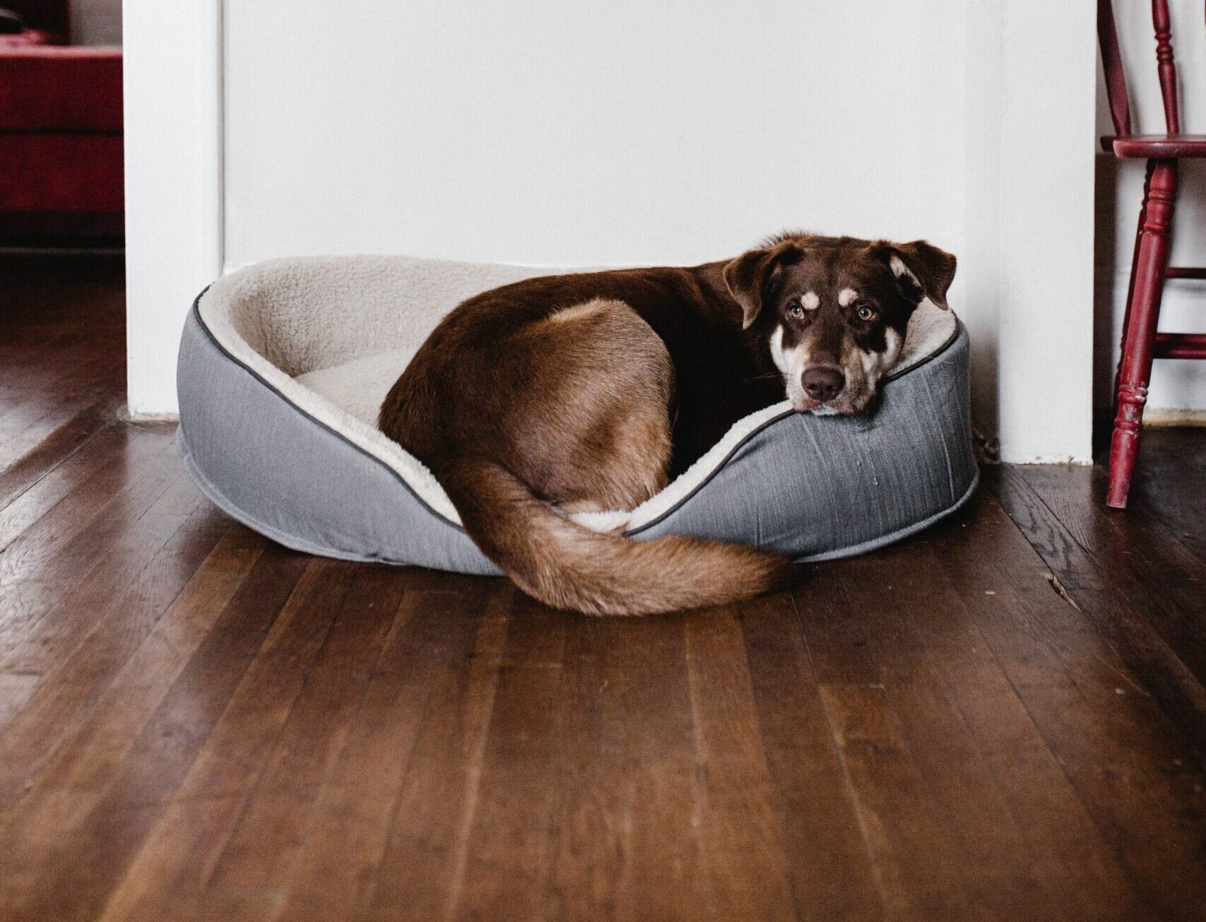 The Best Dog Beds in Canada RankIt.ca