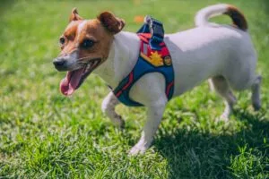 best dog collar harnesses and leashes