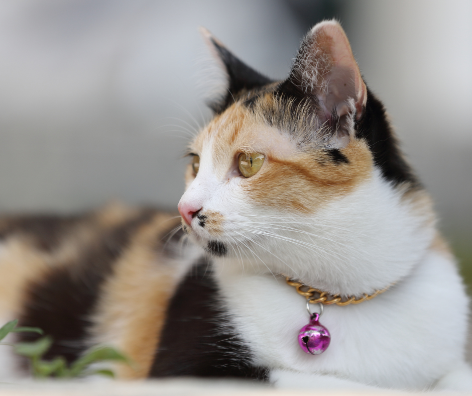 Best Cat Collars, Leashes, And Harnesses in Canada RankIt.ca