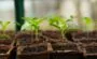 Garden Kits